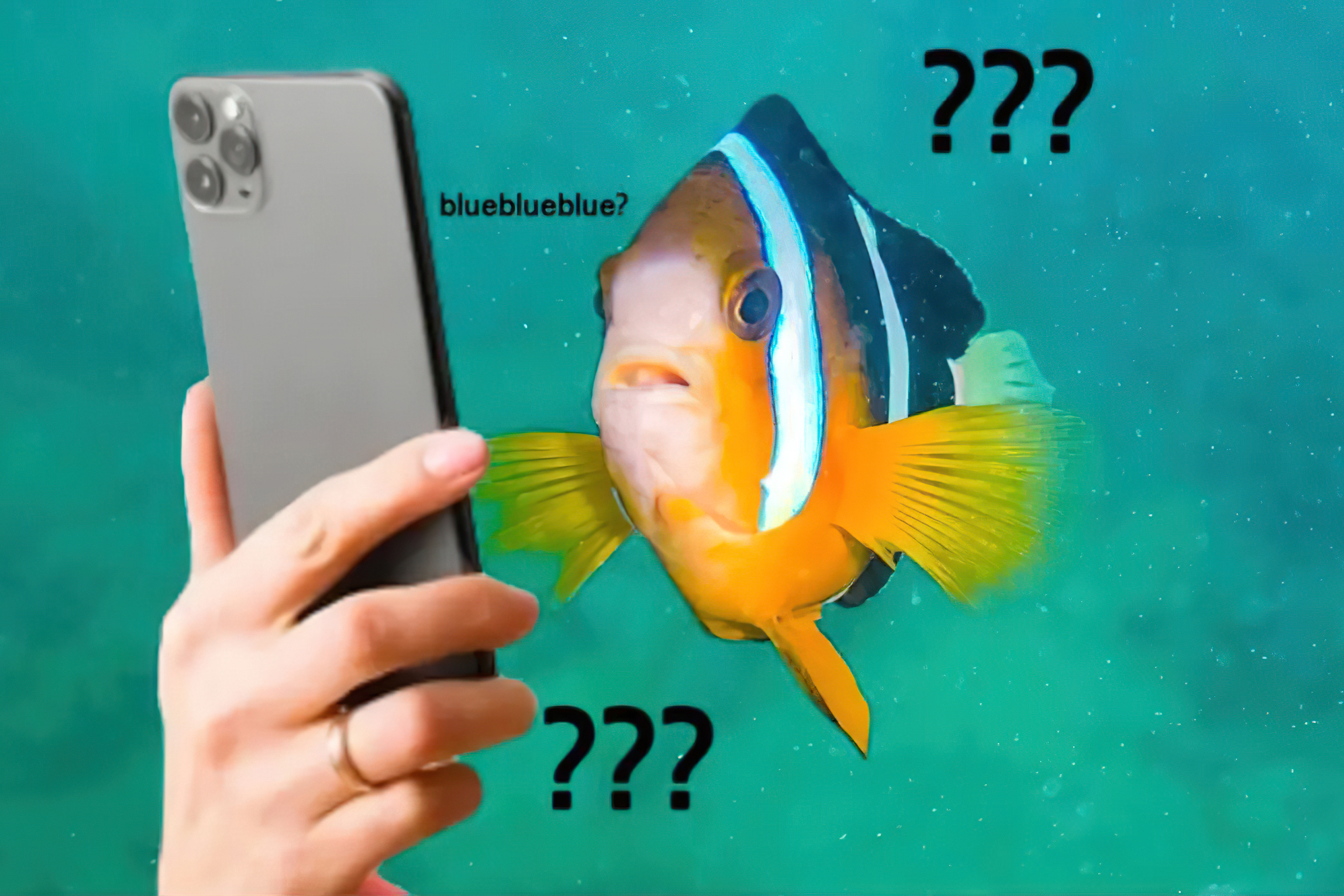 Echo Chambers: Eco Memes